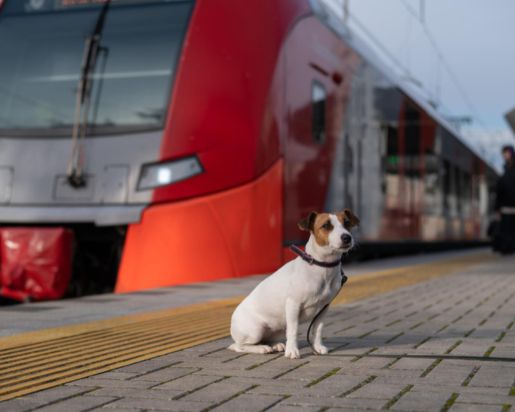 Собака в поезде — как путешествовать с собакой поездом?